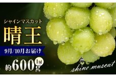 ぶどう シャインマスカット 晴王 600g 1房 彩美菜果《9月上旬-11月中旬頃出荷》 マスカット 送料無料 岡山県 浅口市 フルーツ 果物 贈り物 国産 岡山県産 くだもの 果物 青果物 9月～10月発送 【配送不可地域あり】