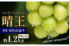 ぶどう シャインマスカット 晴王 1.2kg 2房 彩美菜果《9月上旬-11月中旬頃出荷》 マスカット 送料無料 岡山県 浅口市 フルーツ 果物 贈り物 国産 岡山県産 くだもの 果物 青果物 9月～10月発送 【配送不可地域あり】