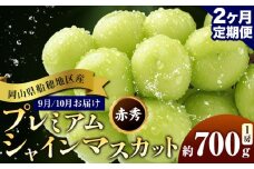 ぶどう 岡山県船穂地区産 プレミアム シャインマスカット 晴王 赤秀 700g 1房 2ヶ月定期便 彩美菜果《9月上旬-10月末頃出荷》 マスカット 岡山県 浅口市 フルーツ 果物 贈り物 国産 くだもの 【配送不可地域あり】