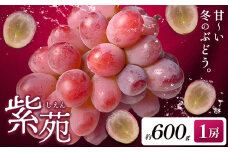 【先行予約】ぶどう紫苑 約600g 1房【配送不可地域あり】 株式会社藍《2025年11月上旬-12月上旬頃出荷》 岡山県 浅口市 岡山県産 ぶどう フルーツ 果物 くだもの しえん 赤ぶどう 送料無料