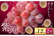 【先行予約】ぶどう紫苑 約1.2kg 2房 【配送不可地域あり】 株式会社藍《2025年11月上旬-12月上旬頃出荷》 岡山県 浅口市 岡山県産 ぶどう フルーツ 果物 くだもの しえん 赤ぶどう 送料無料