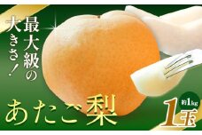 【先行予約】梨 あたご梨 1玉 約1kg 株式会社藍《2025年11月下旬-12月下旬頃出荷》 岡山県 浅口市 岡山県産 なし フルーツ 果物 くだもの ナシ 大玉 送料無料