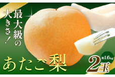 【先行予約】梨 あたご梨 2玉 約1.6kg 株式会社藍《2025年11月下旬-12月下旬頃出荷》 岡山県 浅口市 岡山県産 なし フルーツ 果物 くだもの ナシ 大玉 送料無料