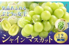 【先行予約】ぶどうシャインマスカット 約 1.2kg 2房  株式会社藍《9月上旬-10月下旬頃出荷》 岡山県 浅口市 岡山県産 ぶどう フルーツ 果物 くだもの マスカット 送料無料【配送不可地域あり】