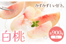 【2025年先行予約】白桃 約900g もも モモ 岡山 国産 フルーツ 果物 桃茂實苑《6月中旬-9月中旬頃出荷》岡山県 浅口市 フルーツ モモ 果物 青果 旬 白桃 国産 岡山県産【配送不可地域あり】