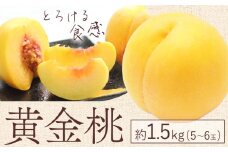 【2025年先行予約】黄金桃 1.5kg 5～6玉 もも モモ 岡山 国産 フルーツ 果物 ギフト 桃茂實苑《8月中旬-9月下旬頃出荷》岡山県 浅口市 フルーツ 桃 果物 青果【配送不可地域あり】
