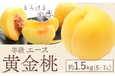 【2025年先行予約】黄金桃 等級 エース 約1.5kg 5～7玉入り もも モモ 岡山 国産 フルーツ 果物 桃茂實苑《8月中旬-9月下旬頃出荷》岡山県 浅口市 フルーツ 桃 もも 果物 青果【配送不可地域あり】