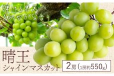 【2025年先行予約】シャイン マスカット 晴王 2房（1房550g以上）マスカット ブドウ 葡萄 岡山県産 国産 フルーツ 果物 ギフト 桃茂實苑《7月上旬-9月上旬頃出荷》岡山県 浅口市 フルーツ ぶどう 果物 青果 旬 葡萄 国産 岡山県産【配送不可地域あり】