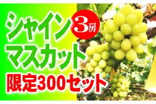 EE-17　シャインマスカット優品（3房）