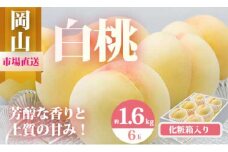 rr-100　【令和7年発送・先行予約】岡山県産　白桃6玉（合計1.6kg以上）　化粧箱入り