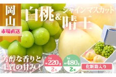 CT-4　【令和7年発送・先行予約】岡山県産　詰合/白桃（1玉220g以上）2玉・シャインマスカット晴王（1房480g以上）2房　化粧箱入り