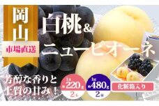 ZZ-19　【令和7年発送・先行予約】岡山県産　詰合/白桃（1玉220g以上）2玉・ニューピオーネ（480g以上）2房　化粧箱入り