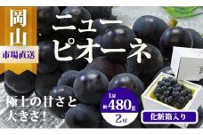 BS-18　【令和7年発送・先行予約】岡山県産　ニューピオーネ（1房480g以上）2房（約1kg）　化粧箱入り