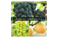 Hz-2【令和7年発送・先行予約】フルーツ定期便　全3回コースA