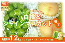 CT-7　白桃 シャインマスカット 晴王 約1.2kg 桃２玉 ぶどう１房 岡山県産  御中元 ギフト 御礼 プレゼント 御礼 御祝 御供 果物 くだもの フルーツ