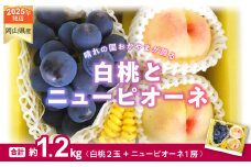 pp-104　白桃 ニューピオーネ 約1.2kg 桃２玉 ぶどう１房 岡山県産  御中元 ギフト 御礼 プレゼント 御礼 御祝 御供 果物 くだもの フルーツ