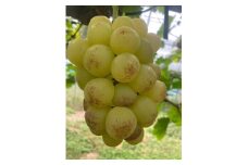 TT-119　紅環（2.0kg）　３〜４房