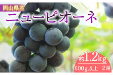 岡山県産　ニューピオーネ（１房６００ｇ以上）２房入り（WFH）
