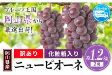 24. 【先行予約】 訳あり ニューピオーネ 約1.2kg 2房《2025年9月中旬～11月上旬頃に出荷予定(土日祝除く)》