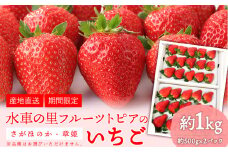 47.【先行予約】やかげのいちごギフトセット(さがほのか・章姫) 約1kg(約500g×2P)《1月中旬-2月末頃出荷》水車の里フルーツトピア岡山県矢掛町産 苺 果物 フルーツ いちご さがほのか