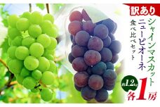 56. 【先行予約】 訳あり ニューピオーネ シャインマスカット 詰め合わせ 約1.2kg 2房《2025年9月中旬～11月上旬頃に出荷予定》