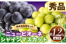 57. 【先行予約】 秀品 ニューピオーネ シャインマスカット 詰め合わせ 約1.2kg 2房《9月中旬～11月上旬頃に出荷予定(土日祝除く)》 st-p