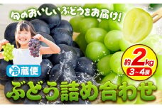 ぶどう 詰め合わせ 約2kg(3~4房)  青空市きらり 岡山県 矢掛町 葡萄 果物 スイーツ フルーツ デザート シャインマスカット 旬《9月上旬-11月上旬頃出荷》