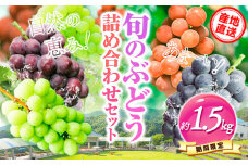141.【先行予約】 産地直送 旬の ぶどう 詰め合わせ セット 約1.5kg 水車の里フルーツトピア 期間限定 岡山県 矢掛町 葡萄 果物 スイーツ フルーツ デザート《9月上旬-9月末頃出荷》
