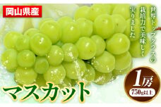 212.【先行予約】 岡山県産 マスカット 1房 (750g以上) 【配送不可地域あり】 《7月上旬-8月末頃に出荷予定(土日祝除く)》 岡山県 矢掛町 果物 フルーツ ぶどう 葡萄 送料無料