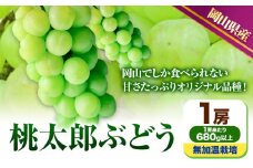 227.【先行予約】 岡山県産 桃太郎ぶどう  1房 (680g以上)  無加温栽培【配送不可地域あり】 《9月上旬-10月末頃に出荷予定(土日祝除く)》 岡山県 矢掛町 ぶどう 葡萄 果物