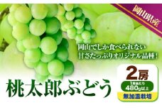 229.【先行予約】 岡山県産 桃太郎ぶどう  2房 (480g以上)  無加温栽培【配送不可地域あり】 《9月上旬-10月末頃に出荷予定(土日祝除く)》 岡山県 矢掛町 ぶどう 葡萄 果物