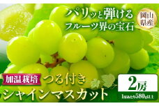 236.【先行予約】 岡山県産 加温栽培 つる付き シャインマスカット 2房 (580g以上) 【配送不可地域あり】 《7月上旬-8月下旬頃出荷予定》 岡山県 矢掛町 マスカット ぶどう 葡萄 果物