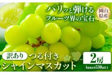 241.【先行予約】 岡山県産 訳あり つる付き シャインマスカット 2房 (530g以上)【配送不可地域あり】 《9月上旬-11月上旬頃に出荷予定(土日祝除く)》 岡山県 矢掛町 マスカット ぶどう 葡萄 果物