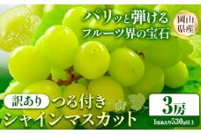 242.【先行予約】 岡山県産 訳あり つる付き シャインマスカット 3房 (530g以上)【配送不可地域あり】 《9月上旬-11月上旬頃に出荷予定(土日祝除く)》 岡山県 矢掛町 マスカット ぶどう 葡萄 果物