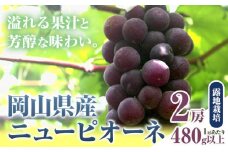 256.【先行予約】 岡山県産 ニューピオーネ 2房 480g以上 露地栽培 葡萄 果物 厳選出荷 スイーツ フルーツ デザート 岡山県矢掛町《9月上旬-10月末頃に出荷予定(土日祝除く)》 種なしぶどう 【配送不可地域あり】