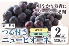  257.【先行予約】 岡山県産 訳ありつる付きニューピオーネ 2房 530g以上 葡萄 果物 厳選出荷 スイーツ フルーツ デザート 岡山県矢掛町《9月上旬-10月末頃に出荷予定(土日祝除く)》 種なしぶどう【配送不可地域あり】