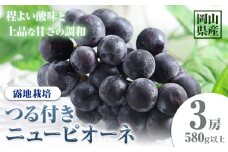 222.【先行予約】 岡山県産 つる付きニューピオーネ 3房 580g以上 露地栽培 葡萄 果物 厳選出荷 スイーツ フルーツ デザート 岡山県矢掛町《9月上旬-10月末頃に出荷予定(土日祝除く)》 種なしぶどう 【配送不可地域あり】