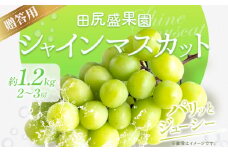 【先行予約】 秀品 贈答用 シャインマスカット 1.2kg(2~3房)《2025年8月下旬-9月末頃出荷》田尻盛果園 フルーツ 果物 マスカット ぶどう