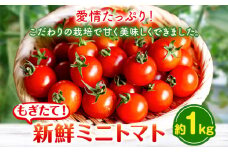 ミニトマト 約1kg 出原農園 《1月上旬-5月末頃出荷》 岡山県 矢掛町 野菜 ミニトマト もぎたて 新鮮 st-p