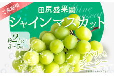 ご家庭用 シャインマスカット2kg(3～5房)《2025年8月下旬-9月末頃出荷》田尻盛果園 フルーツ 果物 マスカット ぶどう st-p