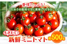 ミニトマト 約500g 出原農園 《1月上旬-5月末頃出荷》 岡山県 矢掛町 野菜 ミニトマト もぎたて 新鮮 st-p