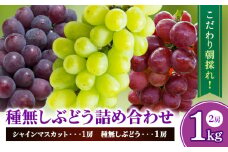 種無しぶどう詰め合わせ 約1kg 2房 ぶどう フルーツ 果物 岡山県産 中嶋ぶどう園 ブドウ《9月上旬-10月末頃出荷》岡山県 矢掛町 送料無料 お取り寄せフルーツ セット シャインマスカット 食べ比べ