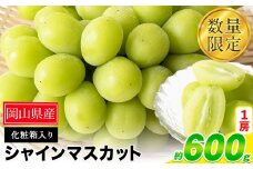 秀品 シャインマスカット 約600g 1房《9月中旬-11月上旬頃出荷》 st-p