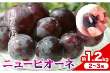 【2026年発送先行予約】ご家庭用 岡山県産 ニューピオーネ 1.2kg 2-3房 晴れの国おかやま館 《2026年9月上旬-10月上旬頃出荷》岡山県 矢掛町 葡萄 ぶどう 果物 スイーツ フルーツ デザート【配送不可地域あり】（離島）