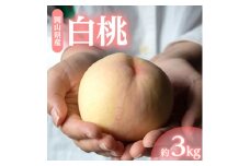 1254.岡山県産「白桃」約3kg|8月上旬頃～発送予定【1488994】