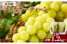2125.マスカサーティーン 2房(約1.2kg)【1488986】