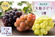 特選大粒ぶどう3種セット 計約2kg (10月初旬～11月末発送予定)【1488996】