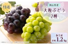 1062.＜先行受付＞特選大粒ぶどう2種セット(シャインマスカット入り)10月初旬～12月発送予定【1488998】