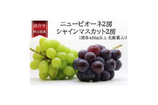 岡山県産 ぶどう詰合/ニューピオーネ2房・シャインマスカット晴王2房(各1房480g以上)【1546684】