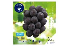 岡山　花笑み農園の『ニューピオーネ』家庭用　約2kg(3～5房)　P-2家＜9月上旬～順次発送＞【1650750】